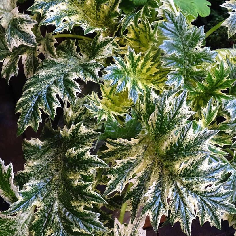 Acanthus mollis Whitewater - Bear's Breech (Foliage)