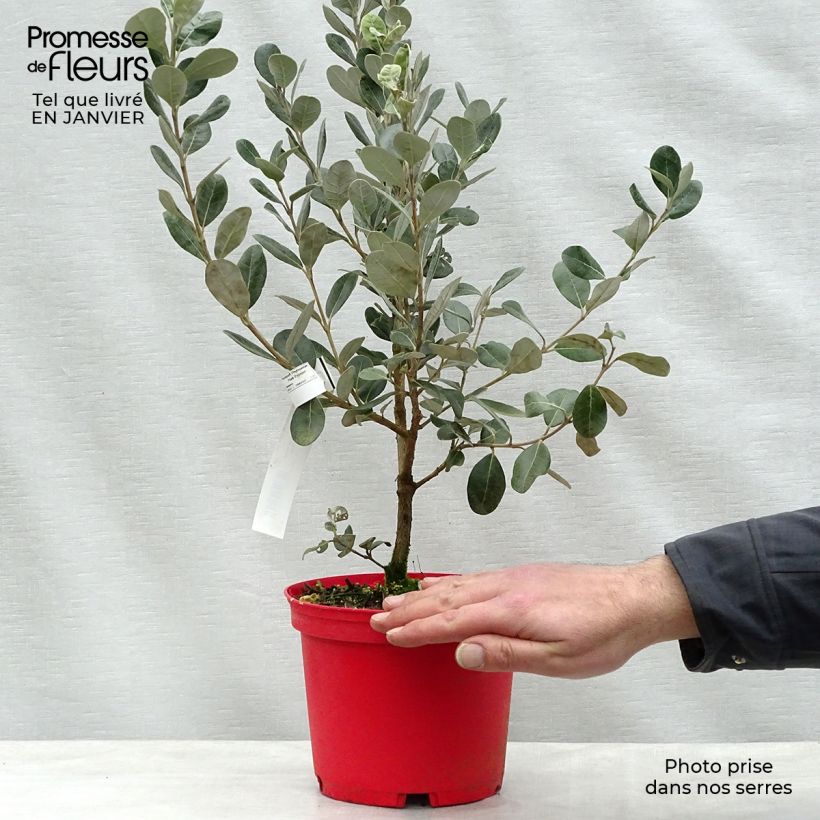 Feijoa sellowiana Coolidge 2L/3L pot sample as delivered in winter