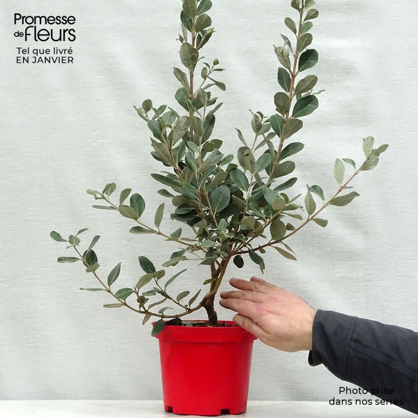 Acca sellowiana Gemini 3L/4L pot sample as delivered in winter