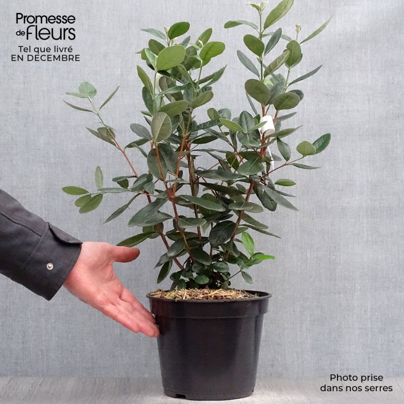 Acca sellowiana 4L/5L pot sample as delivered in winter