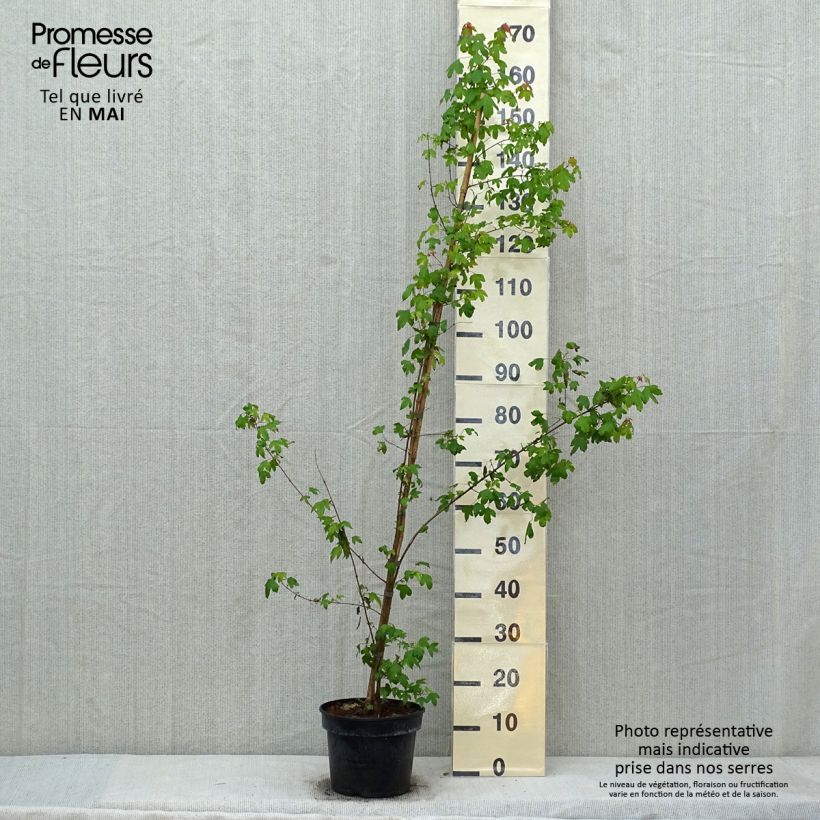 Acer buergerianum - Maple 4L/5L pot sample as delivered in spring