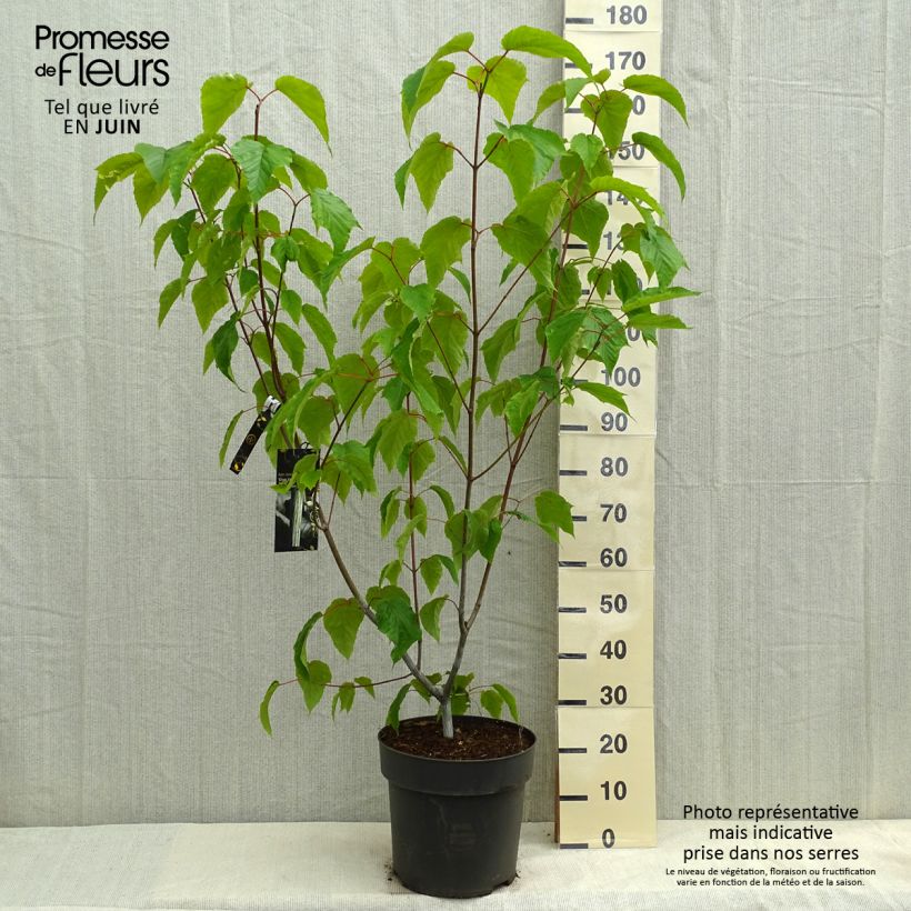 Acer conspicuum Silver Vein - Maple 7.5L/10L pot sample as delivered in spring