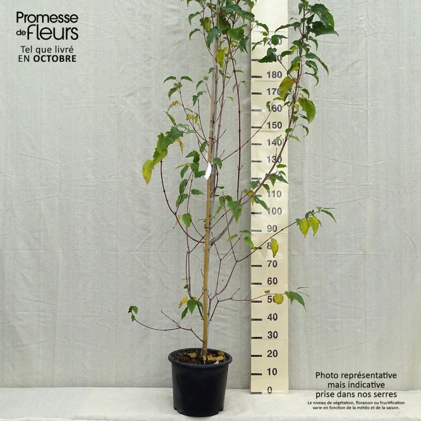Acer davidii Viper - Maple 7.5L/10L pot sample as delivered in autumn