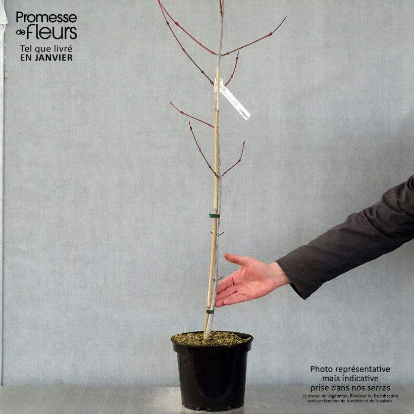 Acer davidii Viper - Maple 4L/5L pot sample as delivered in winter