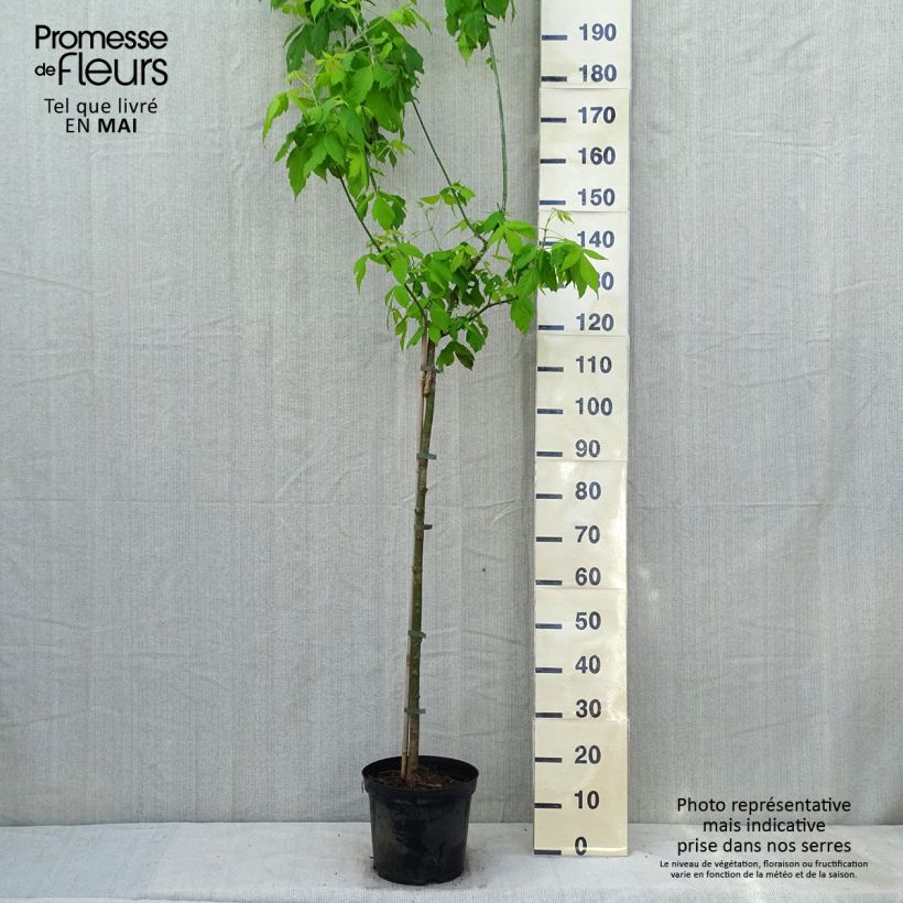Acer negundo Kellys Gold - Maple 3L/4L pot sample as delivered in spring