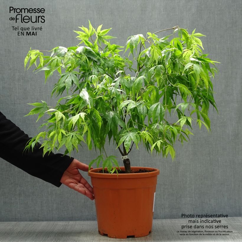 Acer palmatum Koto-No-Ito - Japanese Maple 6L/7L pot sample as delivered in spring