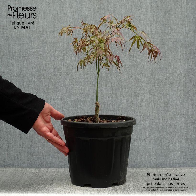 Acer palmatum Manyo-No-Sato - Japanese Maple 4L/5L pot sample as delivered in spring