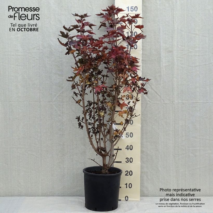 Acer platanoides Crimson Sentry - Maple 7.5L/10L pot sample as delivered in autumn