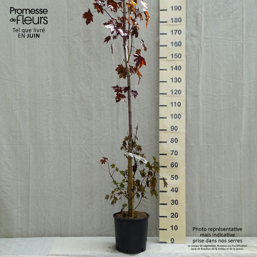 Acer platanoides Crimson Sentry - Maple 7.5L/10L pot sample as delivered in spring
