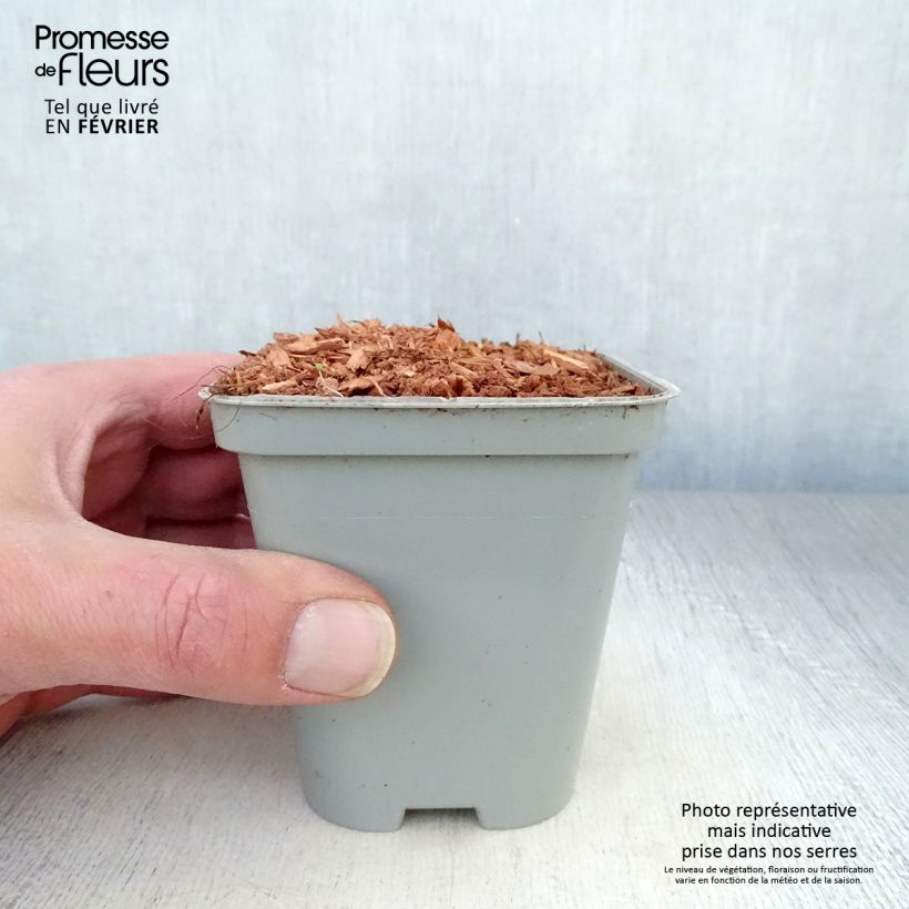 Levisticum officinale 8/9 cm pot sample as delivered in winter