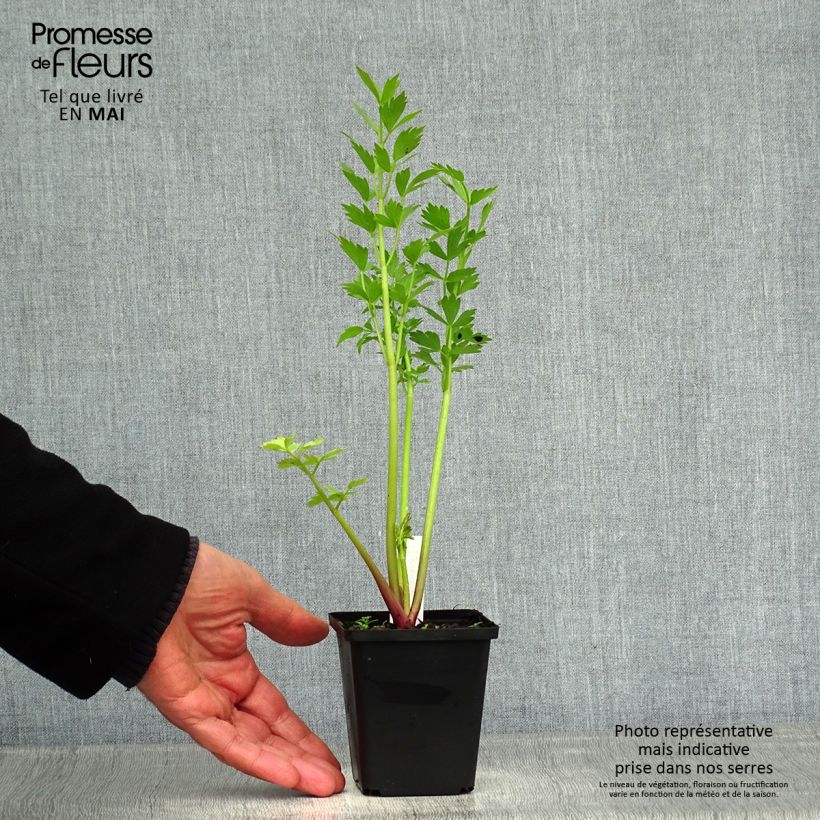 Levisticum officinale 8/9 cm pot sample as delivered in spring