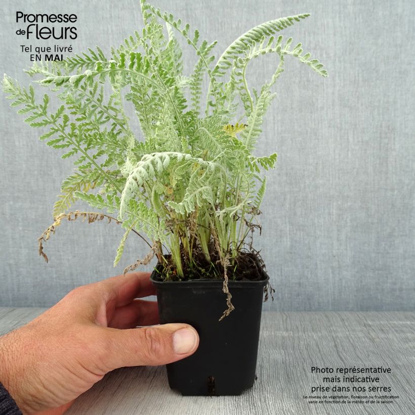 Achillea clypeolata 8/9 cm pot sample as delivered in spring