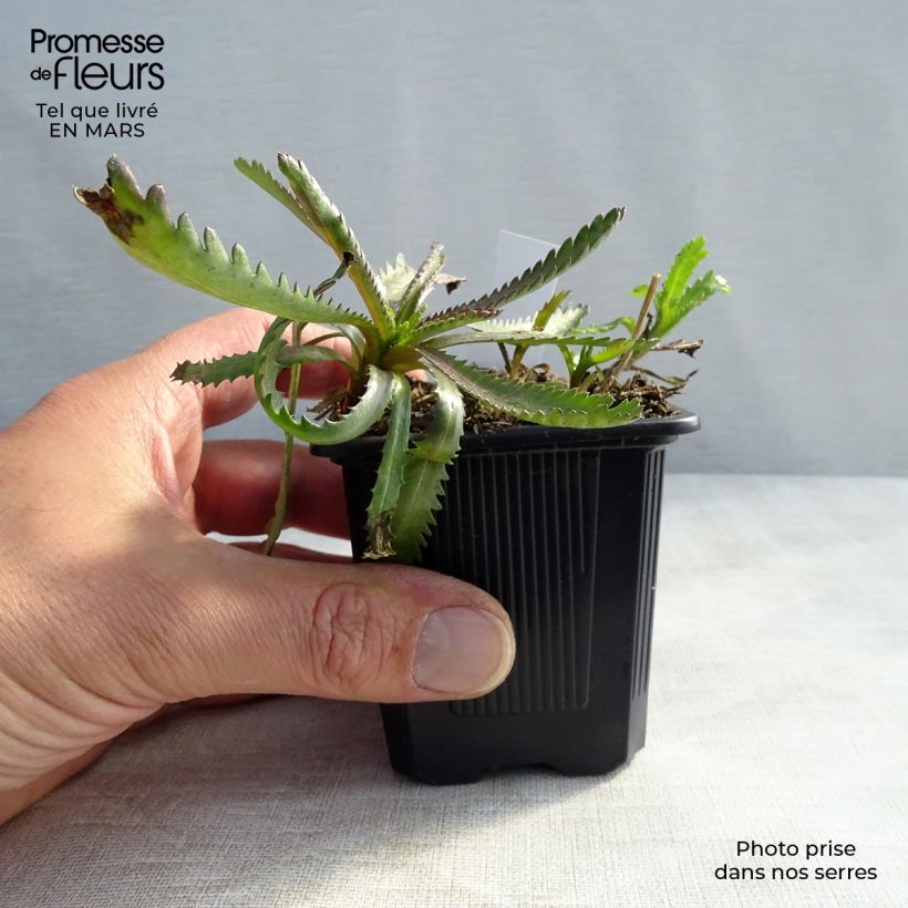 Achillea sibirica var. camtschatica Love Parade 8/9 cm pot sample as delivered in winter