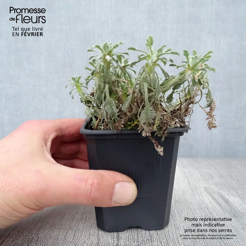 Achillea umbellata 8/9 cm pot sample as delivered in winter