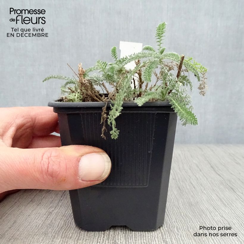 Achillea crithmifolia 8/9 cm pot sample as delivered in winter