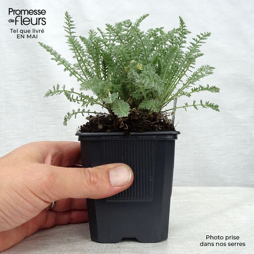 Achillea crithmifolia 8/9 cm pot sample as delivered in spring