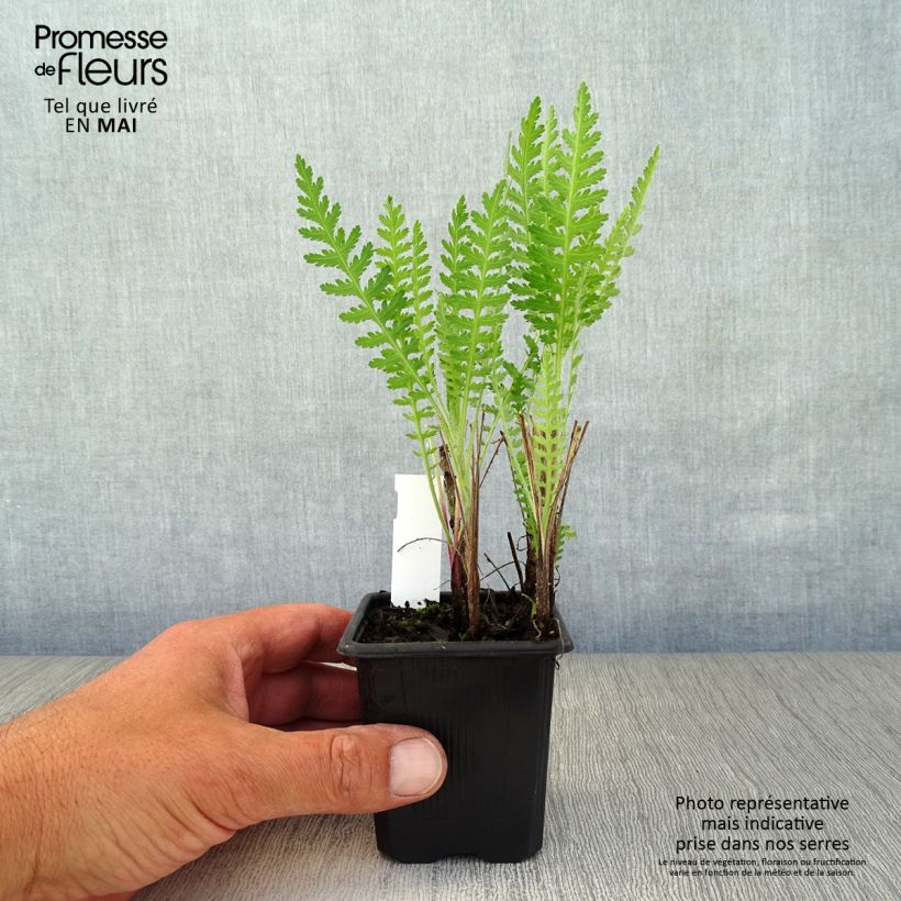 Achillea filipendulina Parkers Variety 8/9 cm pot sample as delivered in spring