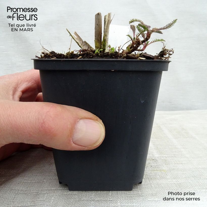 Achillea Hoffnung 8/9 cm pot sample as delivered in spring