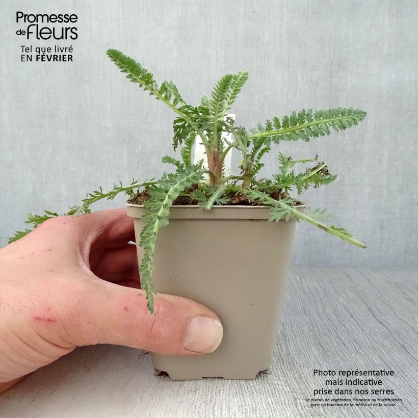 Achillea Moonshine 8/9 cm pot sample as delivered in winter