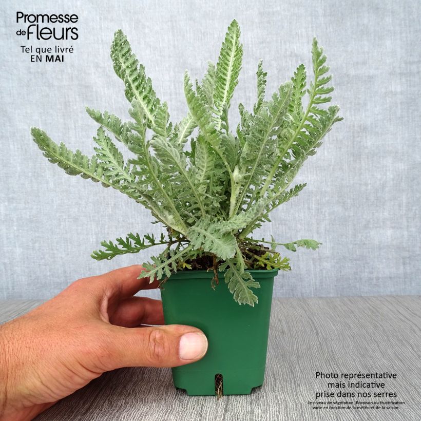 Achillea Moonshine 8/9 cm pot sample as delivered in spring