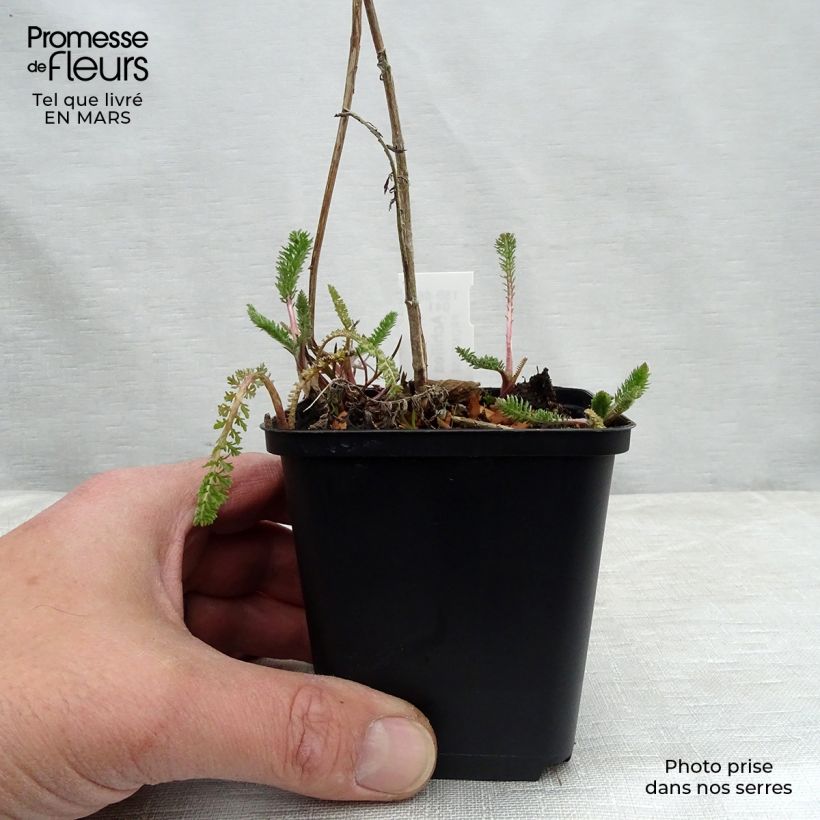 Achillea filipendulina Helios 8/9 cm pot sample as delivered in spring