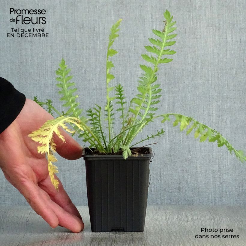 Achillea filipendulina Golden Plate 7/8 cm pot sample as delivered in winter