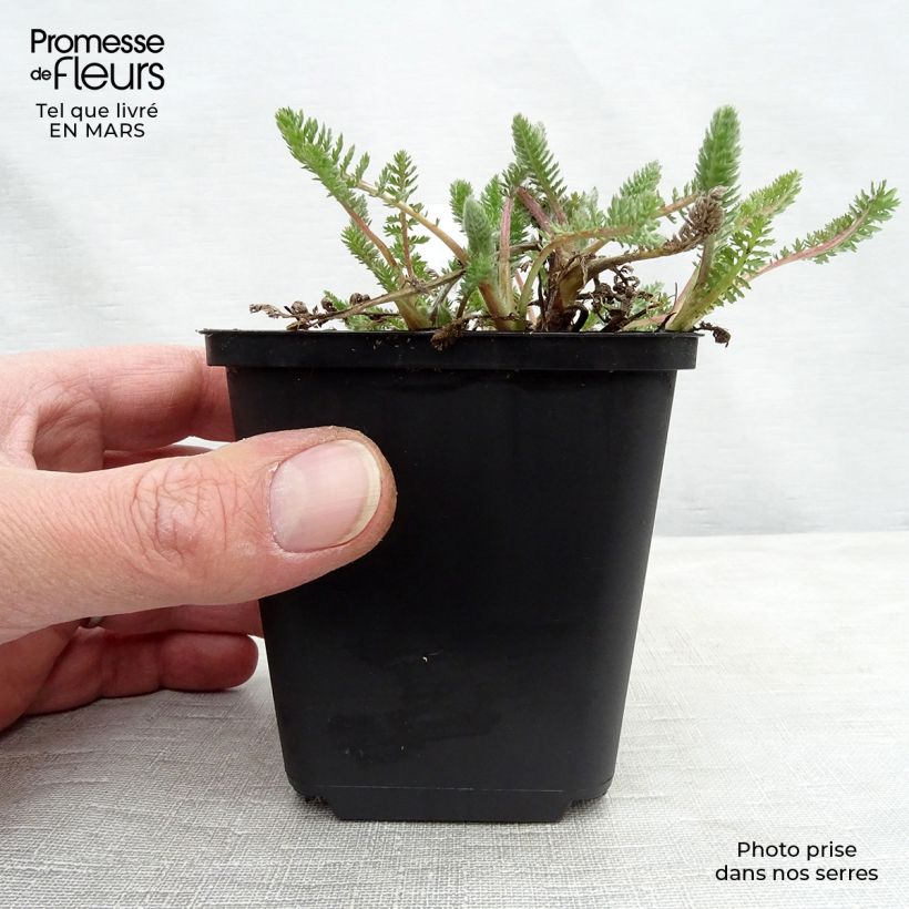 Achillea millefolium Alabaster 8/9 cm pot sample as delivered in spring