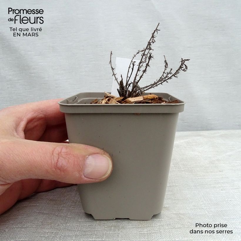 Achillea millefolium Hannelore Pahl 8/9 cm pot sample as delivered in spring