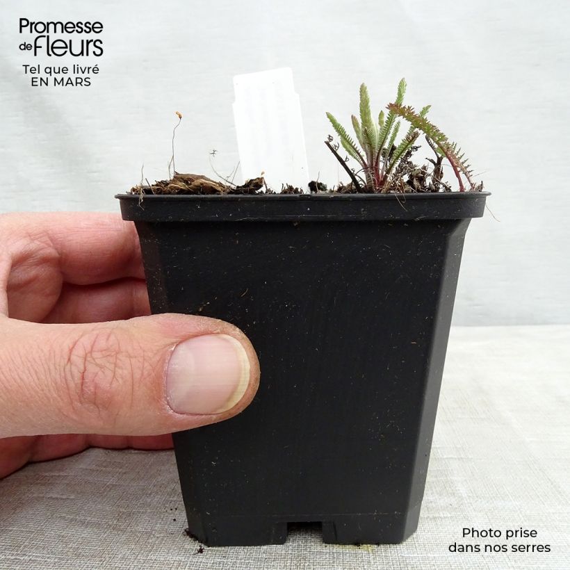 Achillea millefolium Lachsschönheit 8/9 cm pot sample as delivered in spring