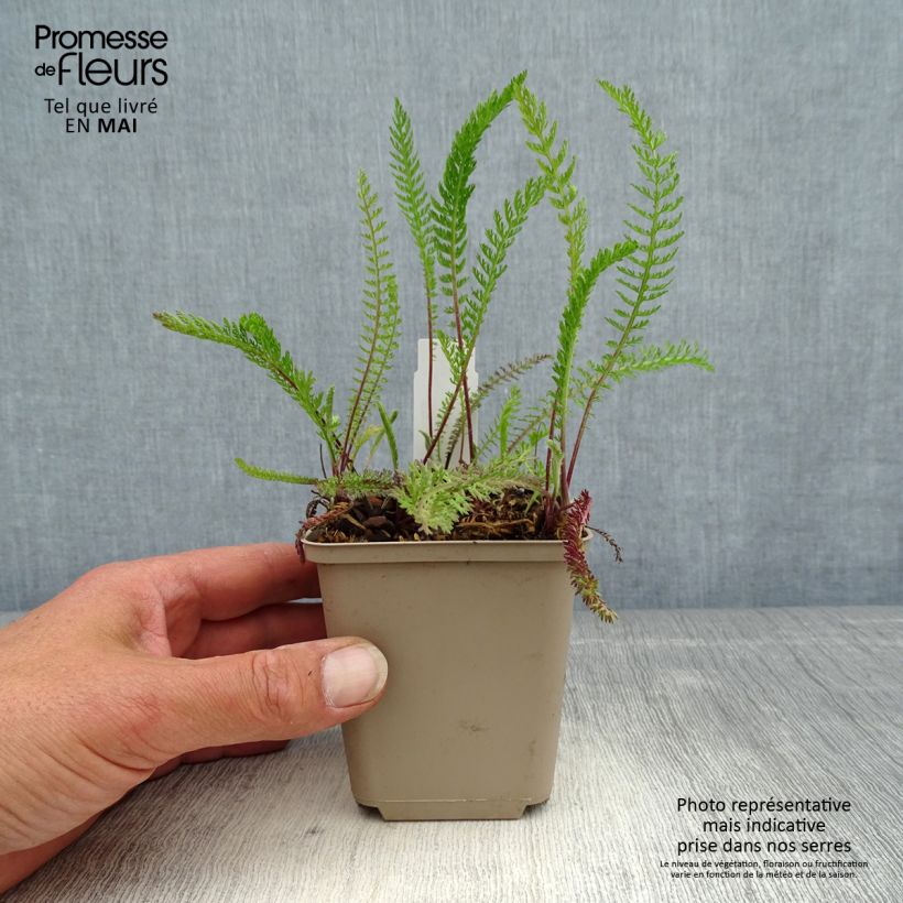 Achillea millefolium Red Beauty 8/9 cm pot sample as delivered in spring