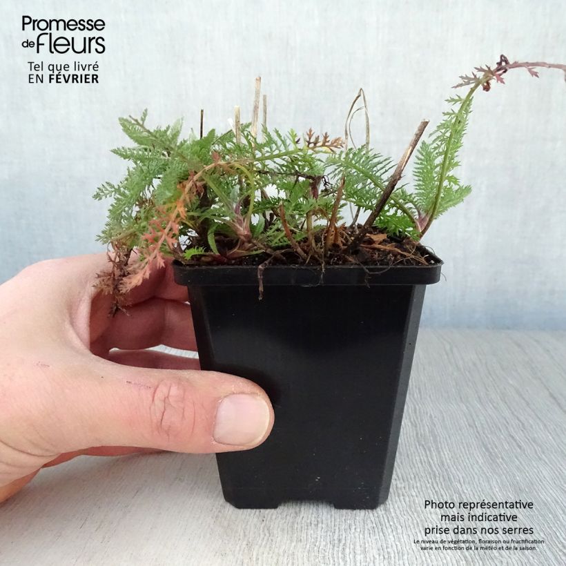 Achillea millefolium Schneetaler 8/9 cm pot sample as delivered in winter