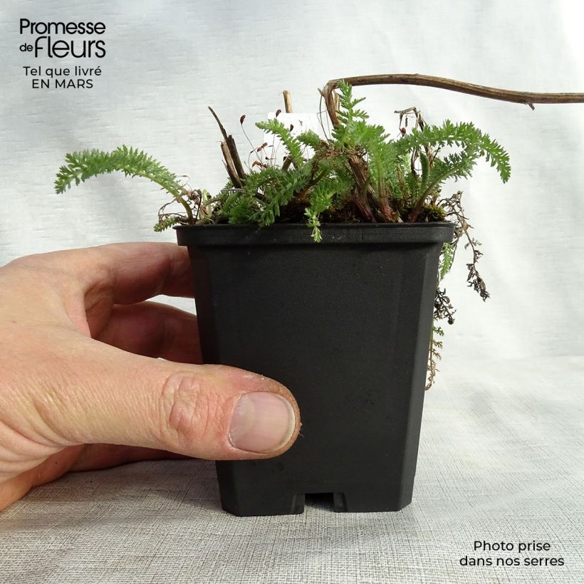 Achillea millefolium Schneetaler 8/9 cm pot sample as delivered in spring