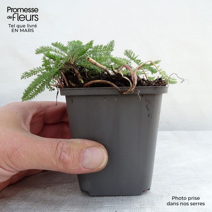 Achillea millefolium White Beauty 8/9 cm pot sample as delivered in spring