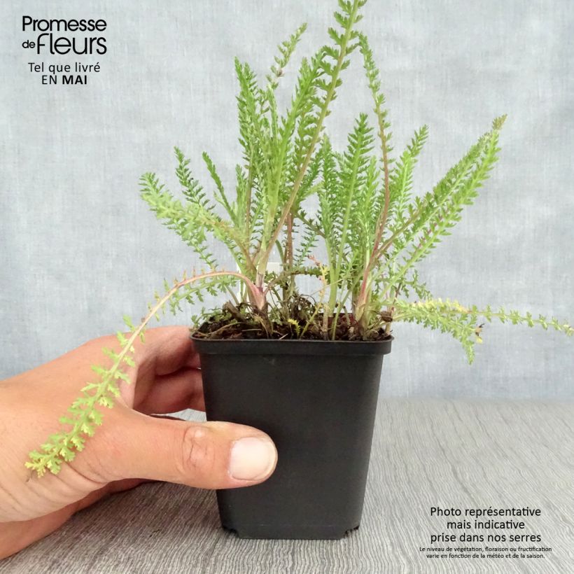 Achillea millefolium Apricot Delight 8/9 cm pot sample as delivered in spring