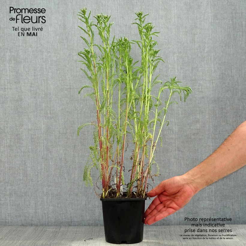 Achillea millefolium Apricot Delight 2L/3L pot sample as delivered in spring