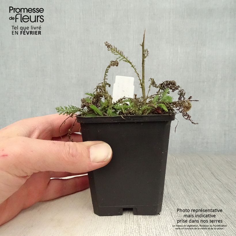 Achillea millefolium Apfelblüte 8/9 cm pot sample as delivered in winter