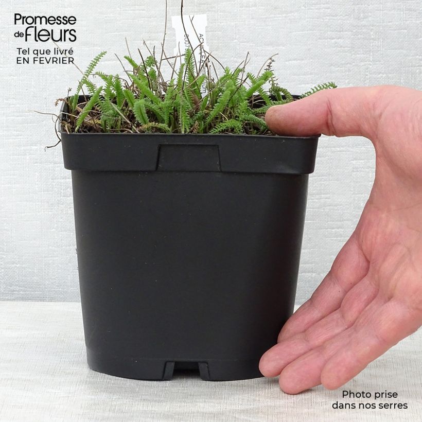 Achillea millefolium Cerise Queen 2L/3L pot sample as delivered in winter