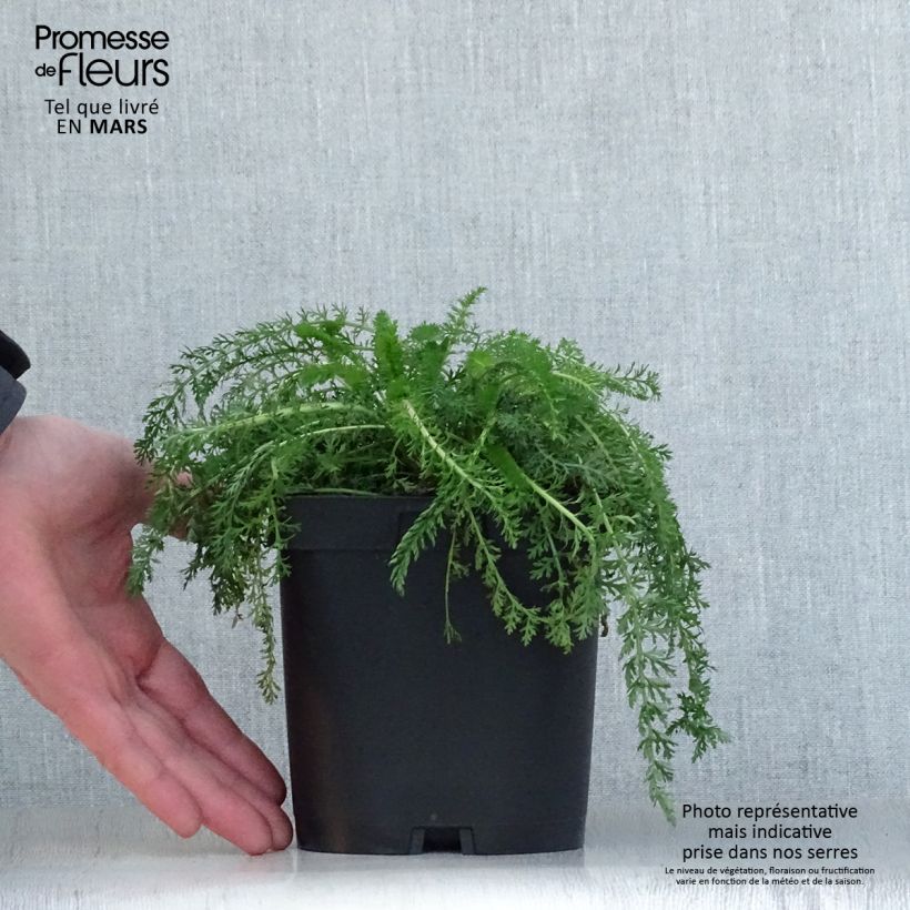 Achillea millefolium Cerise Queen 2L/3L pot sample as delivered in spring