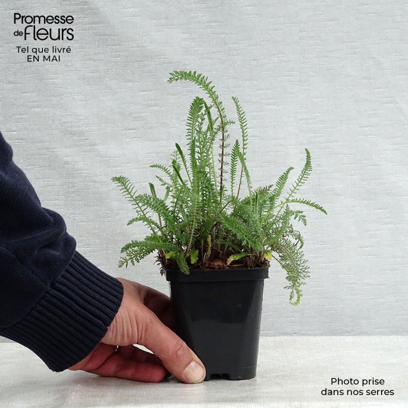 Achillea millefolium Cerise Queen 8/9 cm pot sample as delivered in spring