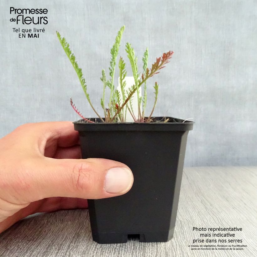 Achillea millefolium Feuerland 8/9 cm pot sample as delivered in spring