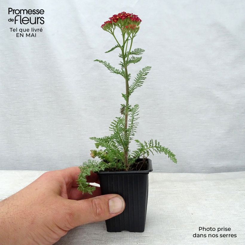 Achillea millefolium Paprika 7/8 cm pot sample as delivered in spring