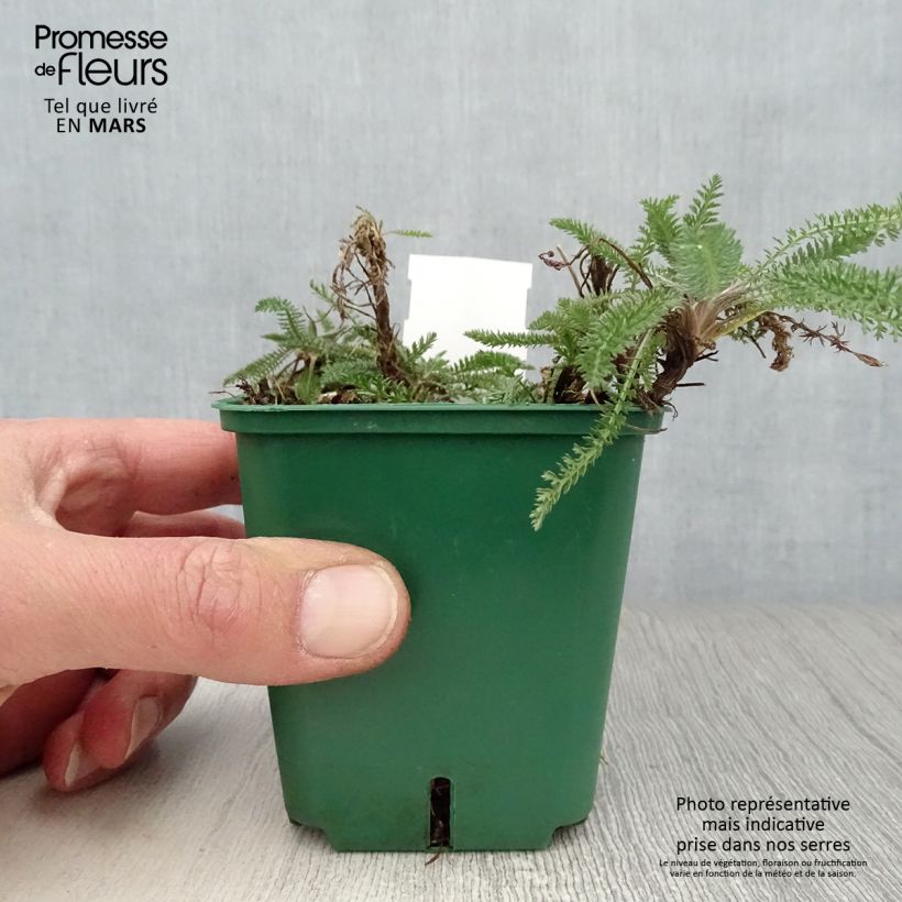 Achillea millefolium Peachy Seduction 8/9 cm pot sample as delivered in spring