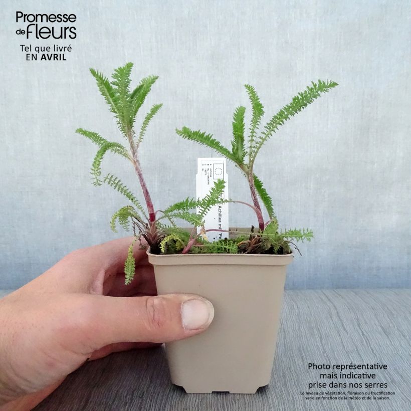 Achillea millefolium Petra 8/9 cm pot sample as delivered in spring