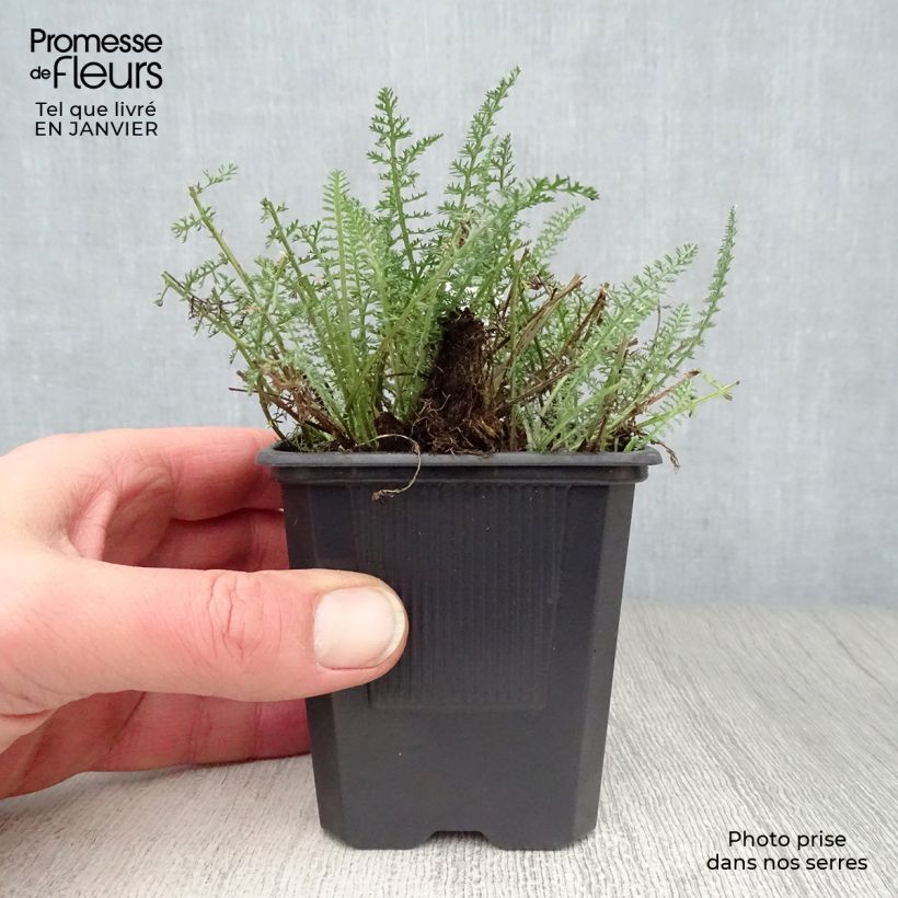 Achillea millefolium Saucy Seduction 8/9 cm pot sample as delivered in winter