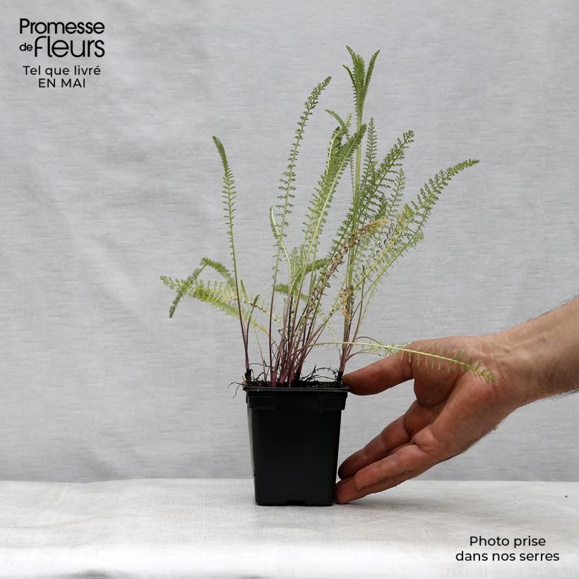 Achillea millefolium Summer Pastel 7/8 cm pot sample as delivered in spring