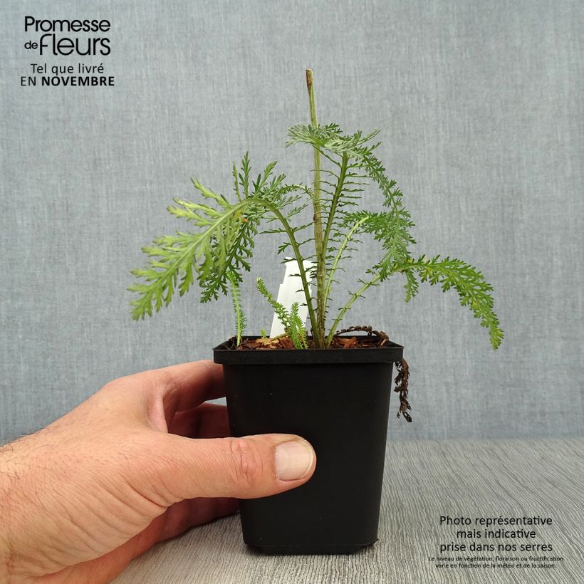 Achillea millefolium Terracotta 8/9 cm pot sample as delivered in autumn