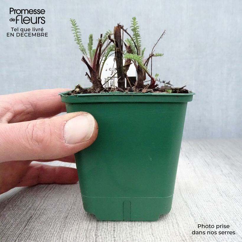 Achillea millefolium Terracotta 8/9 cm pot sample as delivered in winter