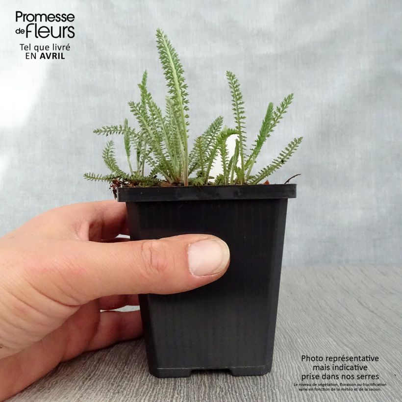 Achillea millefolium Terracotta 8/9 cm pot sample as delivered in spring