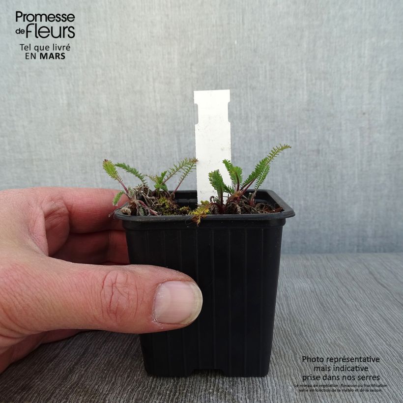 Achillea millefolium The Beacon 8/9 cm pot sample as delivered in winter