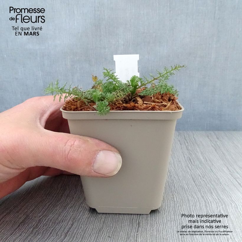 Achillea millefolium Velours 8/9 cm pot sample as delivered in spring